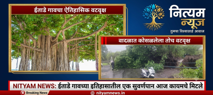 ईताडे गावातील ऐतिहासिक वडाचे झाड कोसळले - नित्यम न्यूज
